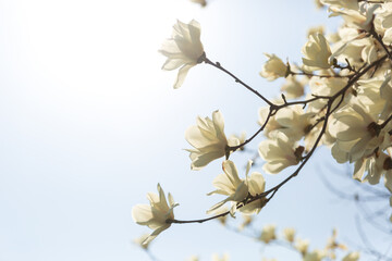 a view of magnolia flowers blooming