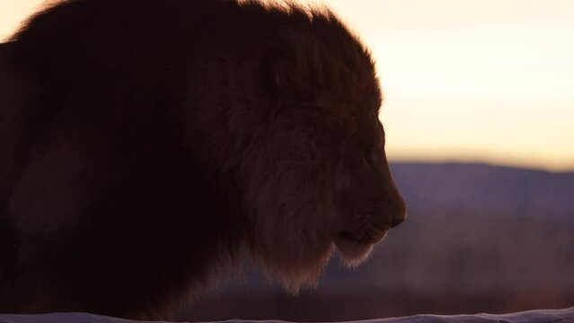 lion roars with breath showing in the sunrise light slomo