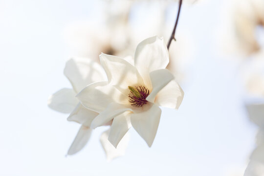 a view of magnolia flowers blooming