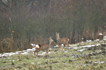 Perfect camouflage of doe deer fur in the winter season on the meadow