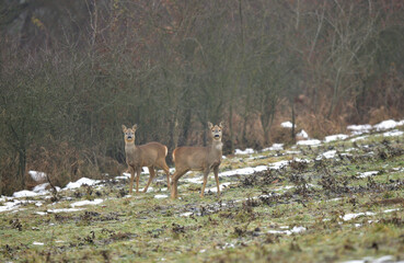 The brown-gray winter fur of the roe deer to merge in with its surroundings in the winter season