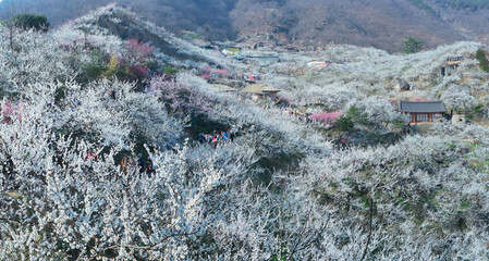 the view of the village with plum blossoms in bloom