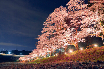 青梅のさくらのライトアップ