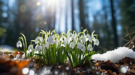Snowdrops spring flowers in a clearing. Beautifully blooming in sunny clear weather. the background of the forest
