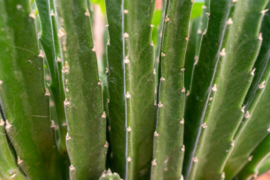 Giant Zulu Green Plant, Ceropegia Gigantea.