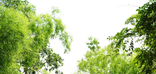 green tree background