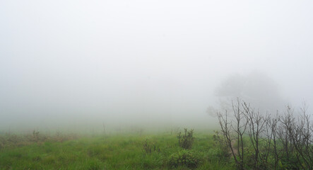 misty morning in the field