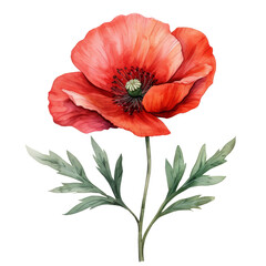 cute watercolor poppy flower isolated