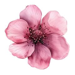 Naklejka premium cute watercolor pink flower isolated