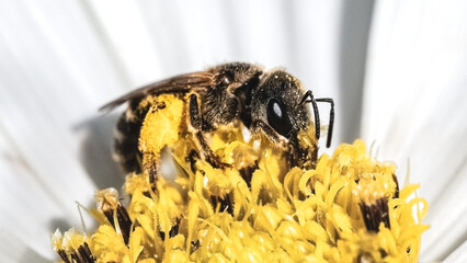 Extreme close up of a tiny metallic female Halictus sweat bee with a striped abdomen pollinating a white cosmos flower. Long Island, New York, USA
