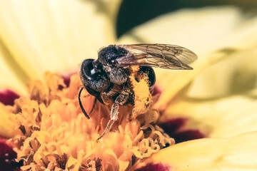 A tiny dark female metallic Halictus sweat bee taking pollen from a yellow and red Coreopsis flower and packing them onto her hind leg pollen baskets. Long Island, New York, USA