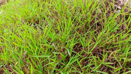 Close up of wild green grass