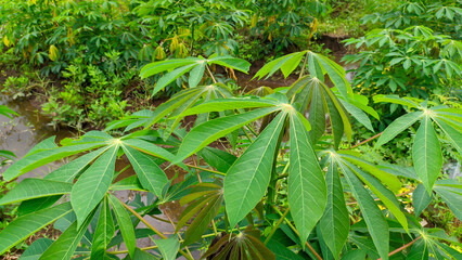 Fresh green cassava leaves for wallpaper background