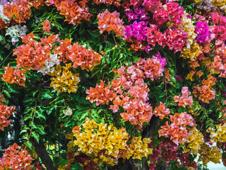 Obraz premium Colorful of Bougainvillea spectabilis (great bougainvillea) flowers. The beautiful multicolored of bougainvillea flowers planted in the garden. Nature background. Bougainvillea flower, Paper flower.