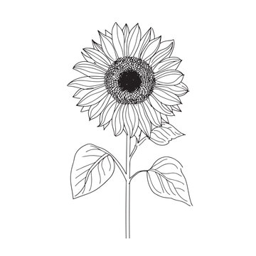 Elegant line drawing of a summer sunflower. Illustration for invites and cards