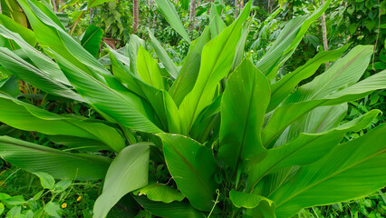 Obraz premium Green turmeric herbal plant or Curcuma longa leaves