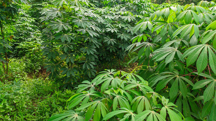 Fresh green cassava leaves for wallpaper background