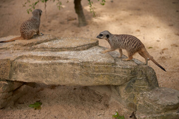 Wild Meerkats: Untamed Wonders of Nature. Savanna Tales: Adventures with Free-Spirited Meerkats....