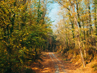Sun-Drenched Path Through a Forest in Early Autumn With Leaves Gently Falling