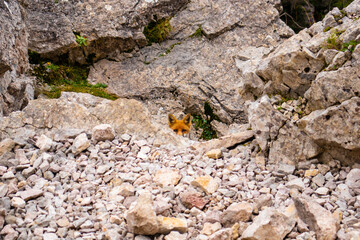 Orange fox walking on the stones of the mountain and looking at us