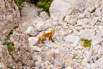 Orange fox walking on the stones of the mountain and looking at us