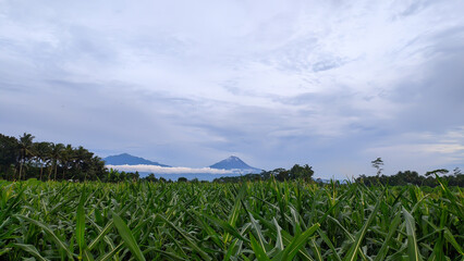 Beautiful views of rice fields and mountains in Indonesian nature