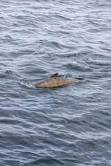 Fototapeta premium The vertical view highlights a solitary pilot whale calf emerging amidst the waves near Andenes, a young marine explorer in the Lofoten Islands.