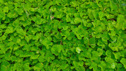 Close up of green plant gotu kola or Centella asiatica