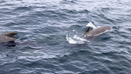 In the cold currents of the Norwegian Sea, a pilot whale propels itself forward, leaving a splash...