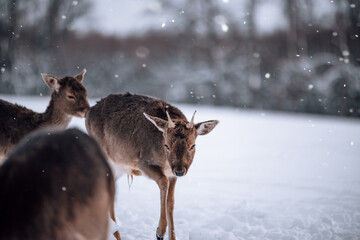 deer in its herd in winter landscape in lapland 