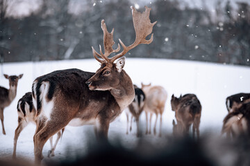 Deer in herd in winter landscape in lapland