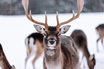 young deer with antlers in the herd in the wild natural landscape of lapland in the snow