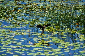 Bird, water lily and tranquility