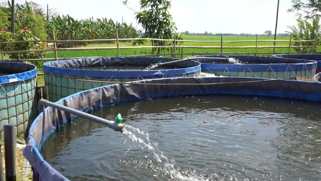 Raising and cultivating fish by using fish ponds made of round or circular tarpaulins that can maximize fish production with a narrow and limited production area in Pati, Central Java, Indonesia, Asia