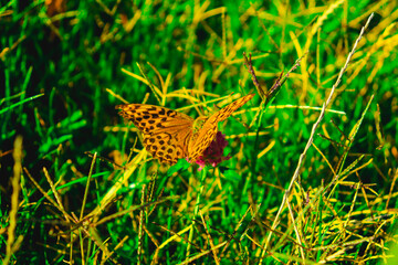 Butterfly multicolored in a beautiful scene of nature