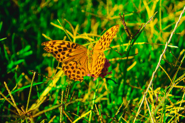 Butterfly multicolored in a beautiful scene of nature