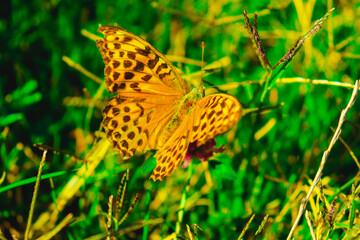 Butterfly multicolored in a beautiful scene of nature