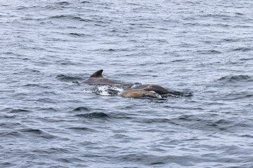 A family of pilot whales (Globicephala melas) is captured in a dynamic display, harmonizing with...