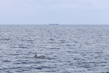 The vastness of the Norwegian Sea near Andenes is accentuated by a mother pilot whale and her calf, with the distant presence of a cargo ship