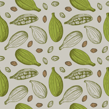 Cardamom aromatic camphor spice sketch seamless pattern hand drawn repeating vector background fresh and dried fruit pods cardamom plant. Eastern traditional medicine, food, harvest seeds cardamom