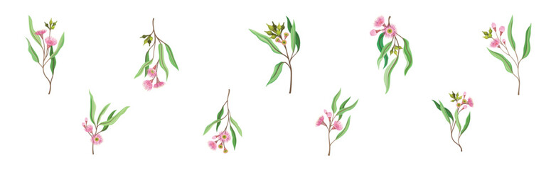Fototapeta na wymiar Eucalyptus Floral Branch with Green Leaf and Flower Vector Set