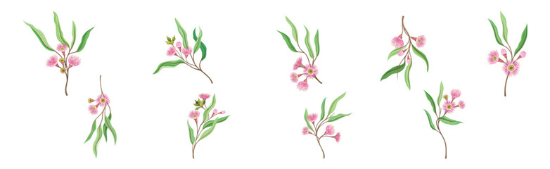 Eucalyptus Floral Branch with Green Leaf and Flower Vector Set