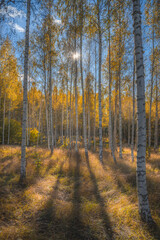 autumn forest in the daytime
