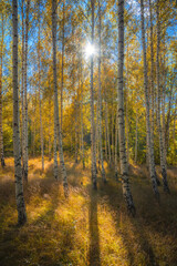Birch tree forest during autumn