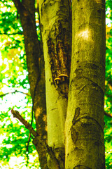 Yellow big mushroom attached to the tree, beautiful nature