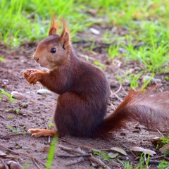 Naklejka na ściany i meble squirrel in the park holding acorn