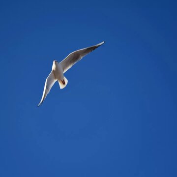 Wild Seagull flying in the blue sky
