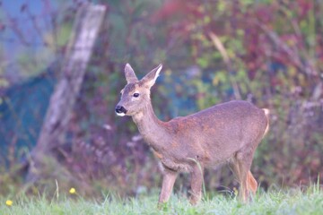 The brown-gray winter fur of the roe deer to merge in with its surroundings in the winter season