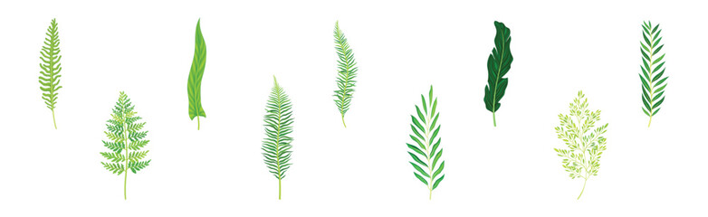 Green Fern or Long Leaf with Stem as Foliage Vector Set