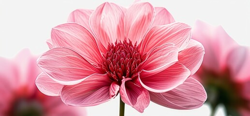 In the midst of nature's beauty, a beautiful pink flower stands tall, isolated on a white background, displaying its vibrant colors. Its delicate petals and lush leaves contribute to its,Generative AI